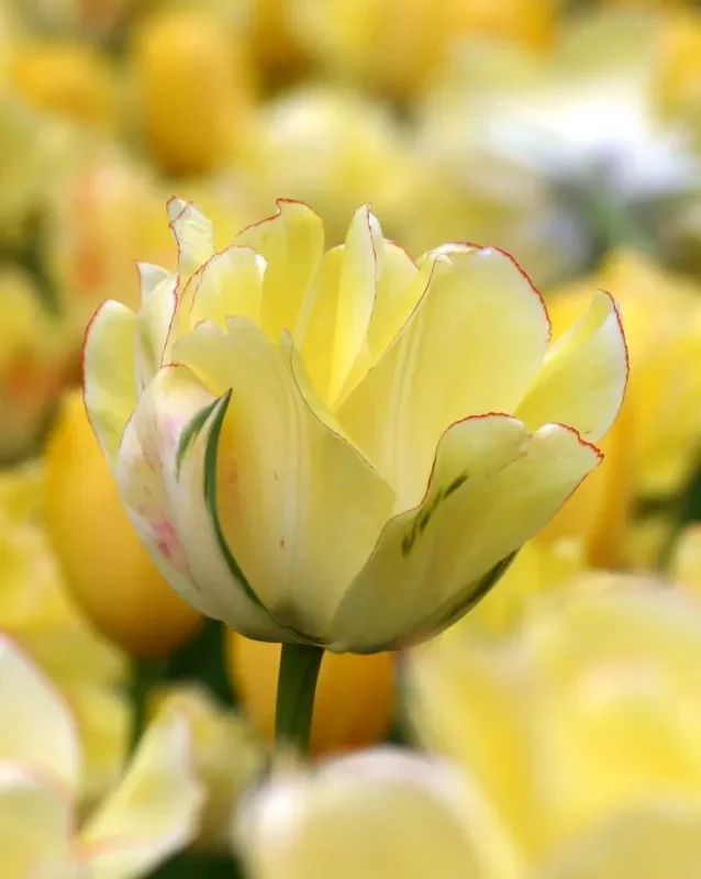 Tulp "Akebono" pakendis 5 tk.