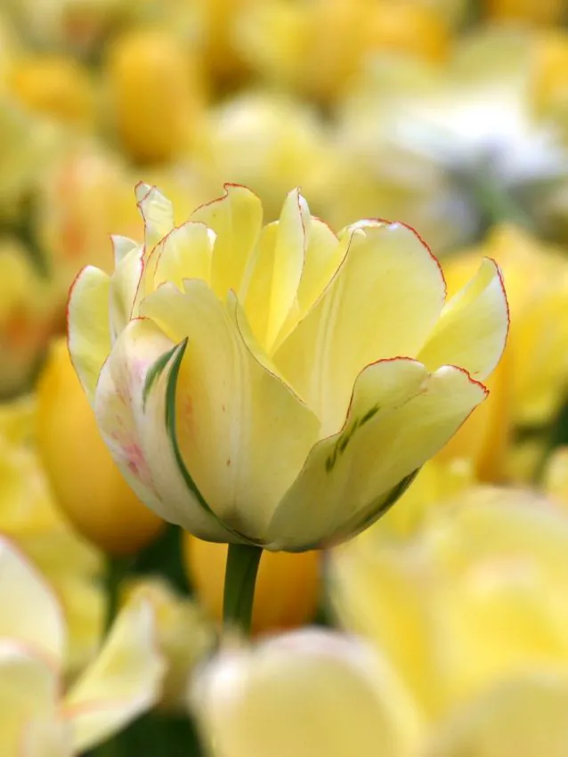 Tulp "Akebono" pakendis 5 tk.