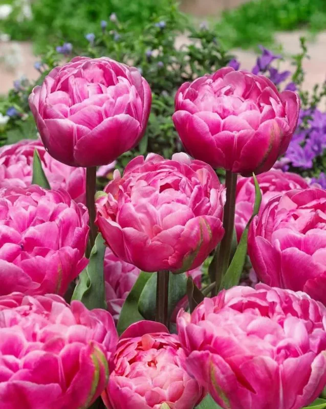 Tulp "Amazing Grace" pakendis 5 tk