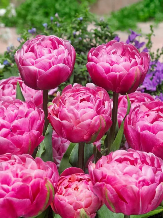 Tulp "Amazing Grace" pakendis 5 tk