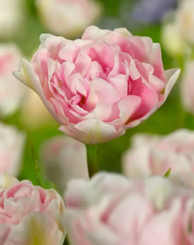 Tulp "Angelique" pakendis 5 tk