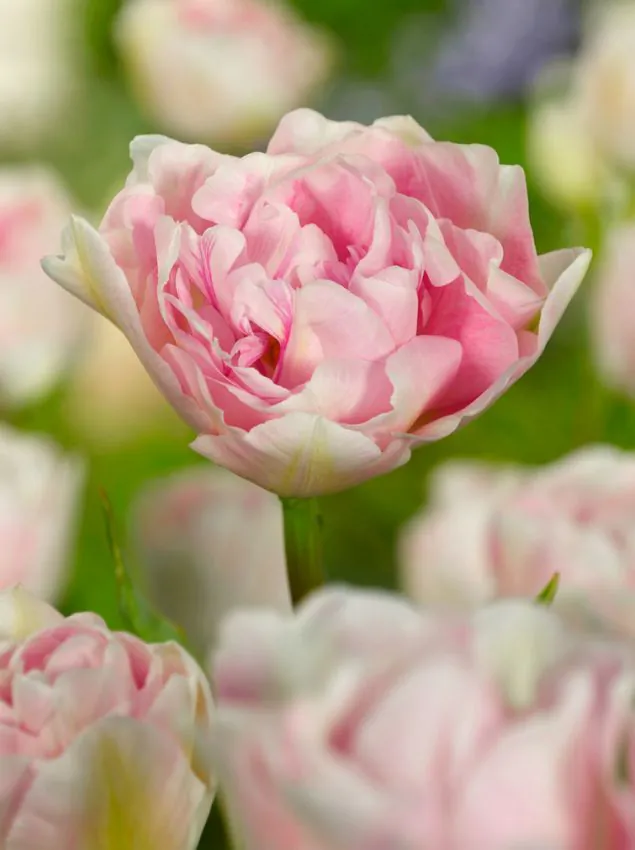 Tulp "Angelique" pakendis 5 tk