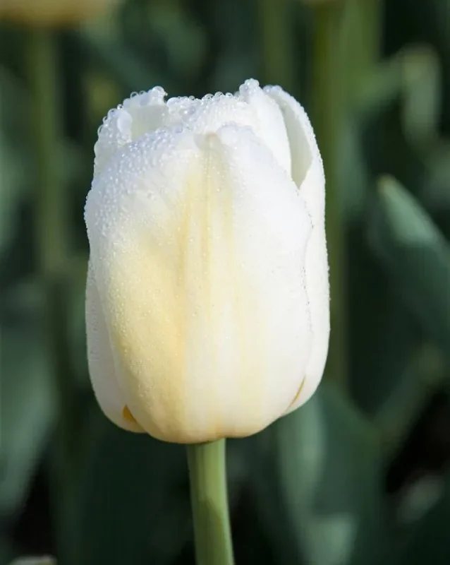Tulp Antarctica  pakendis 5 tk.