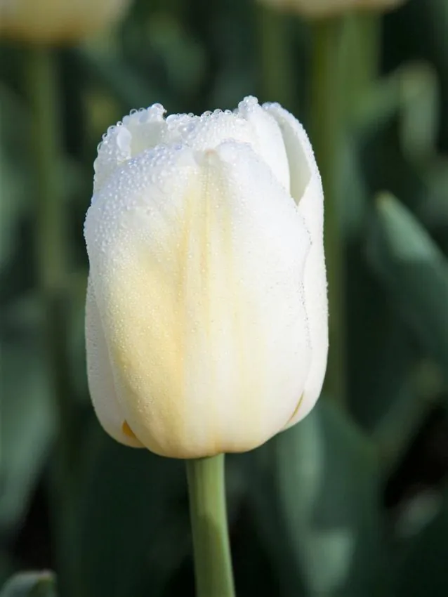 Tulp Antarctica pakendis 5 tk.