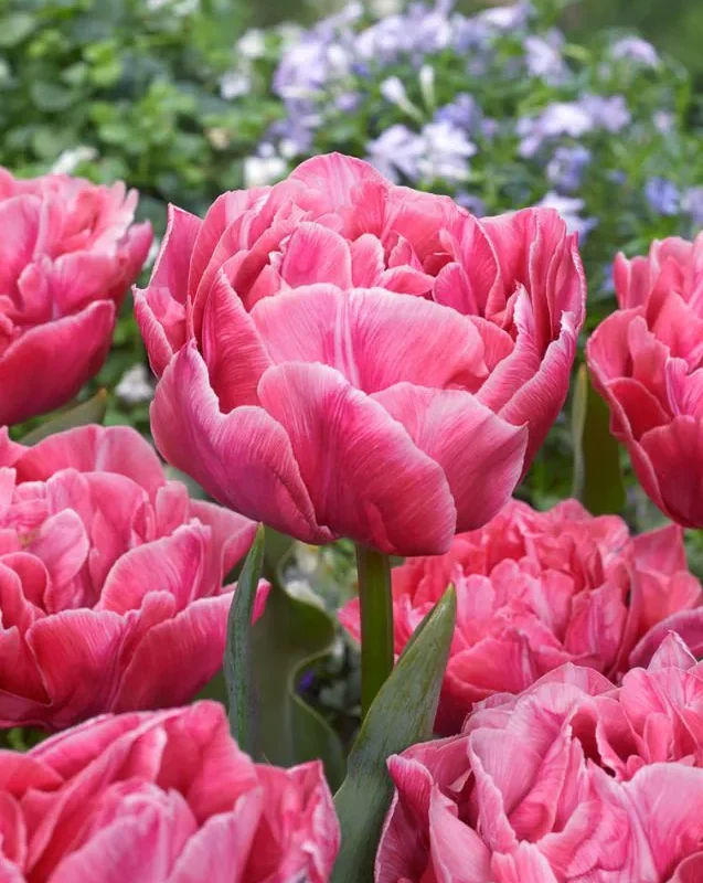 Tulp "Aveyron" pakendis 5 tk