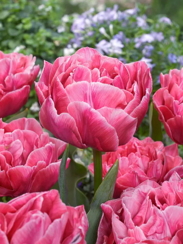 Tulp "Aveyron" pakendis 5 tk