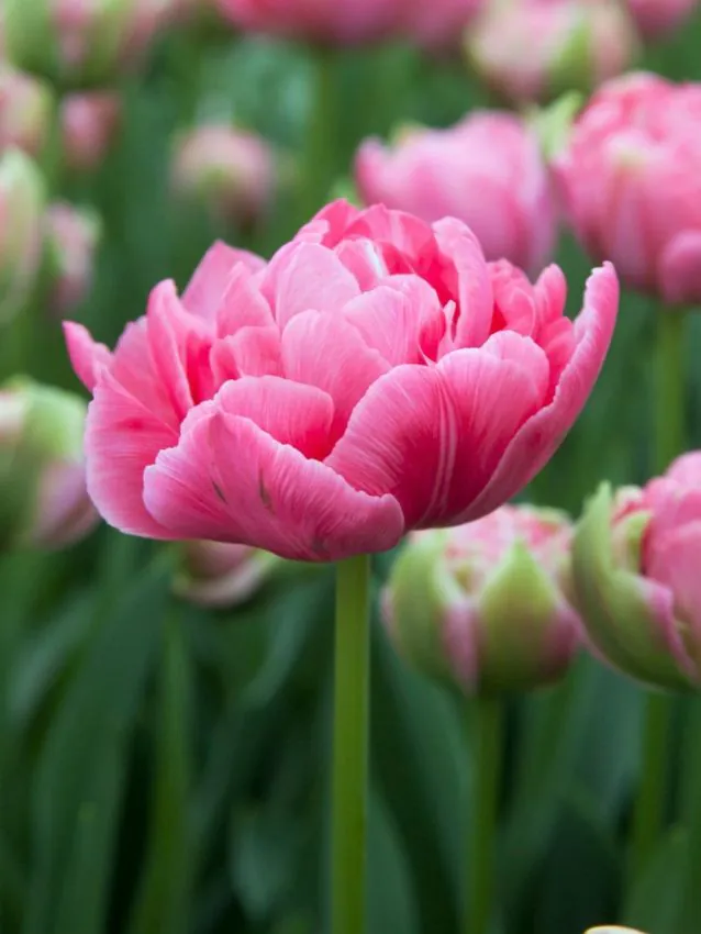Tulp "Aveyron" pakendis 5 tk - Image 2