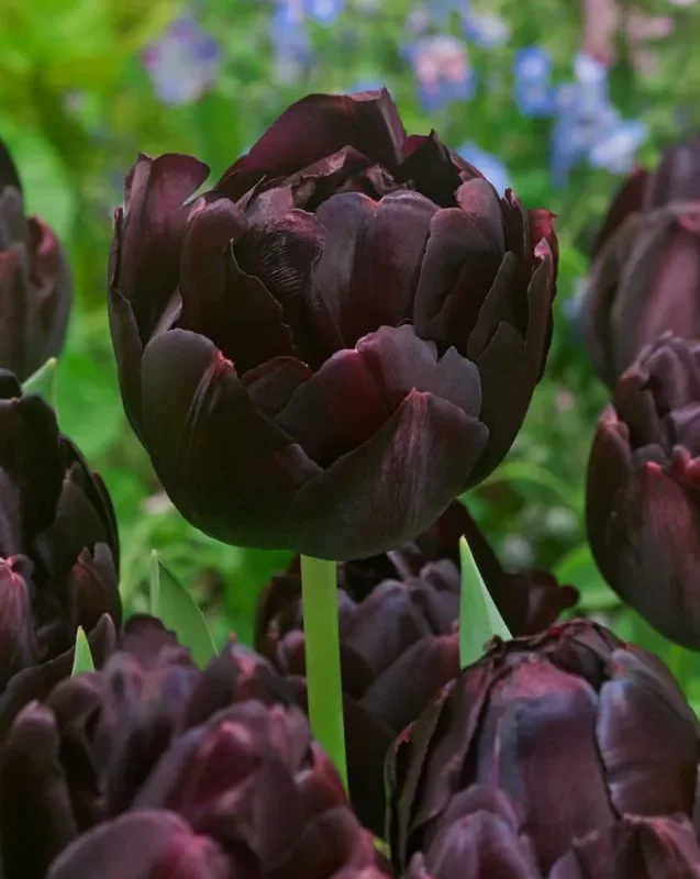 Tulp Black Hero pakendis 5 tk