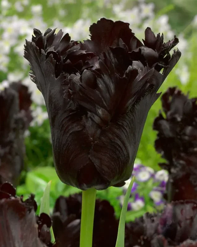 Tulp Black Parrot (papagoitulp) pakendis 5 tk.