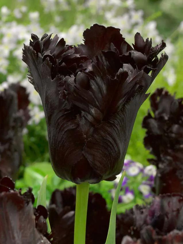 Tulp Black Parrot (papagoitulp) pakendis 5 tk.