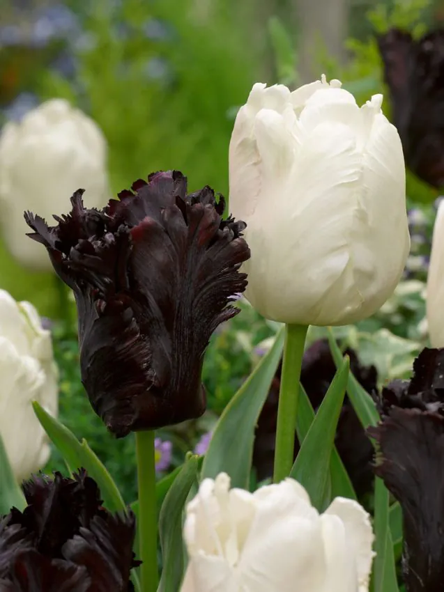 Tulp Black Parrot (papagoitulp) pakendis 5 tk. - Image 3