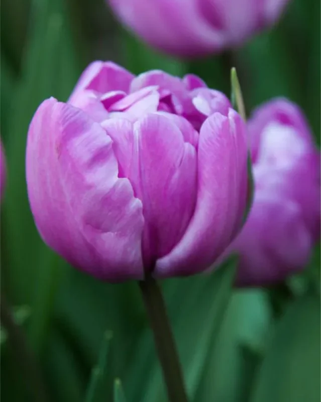 Tulp "Blue Diamond" pakendis 5 tk