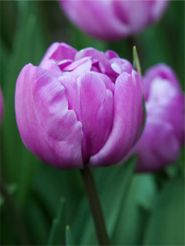 Tulp "Blue Diamond" pakendis 5 tk