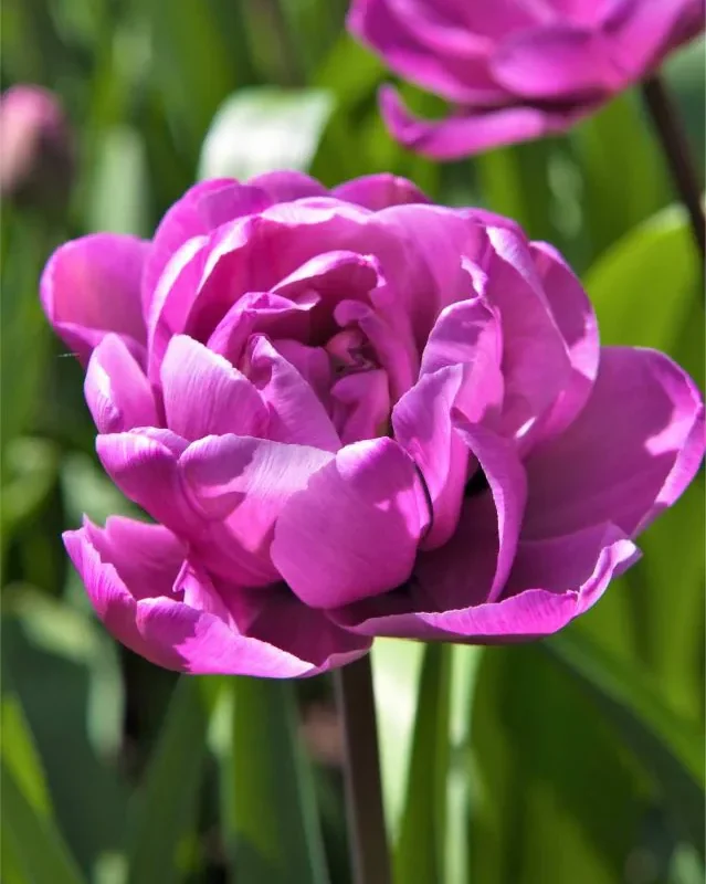 Tulp Blue Diamond pakendis 5 tk.