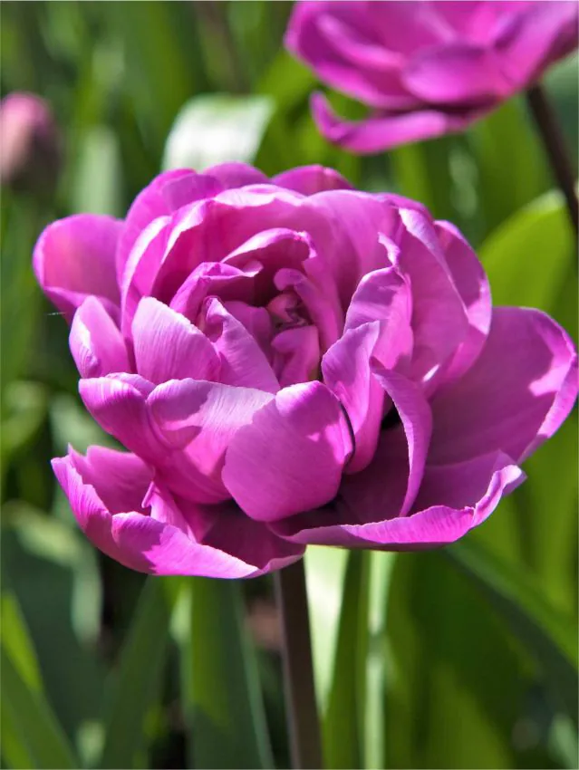 Tulp Blue Diamond pakendis 5 tk.