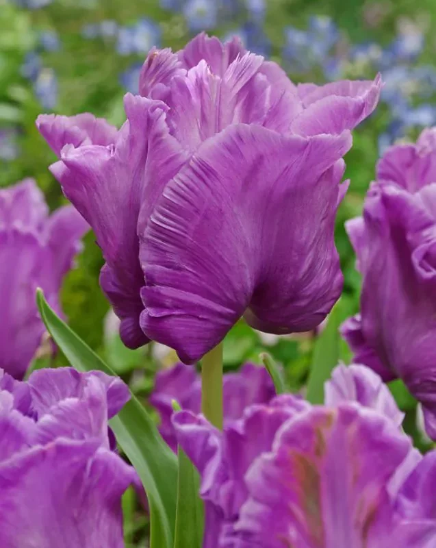 Tulp Blue Parrot /papagoitulp/ pakendis 5 tk.