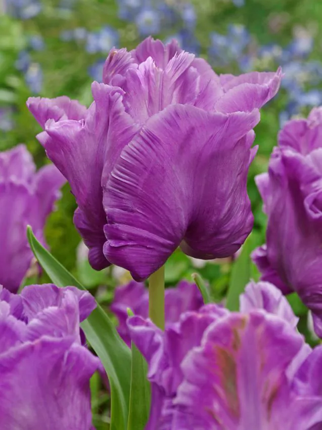 Tulp Blue Parrot /papagoitulp/ pakendis 5 tk.