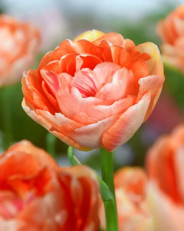 Tulp "Double Surprise"pakendis 5 tk