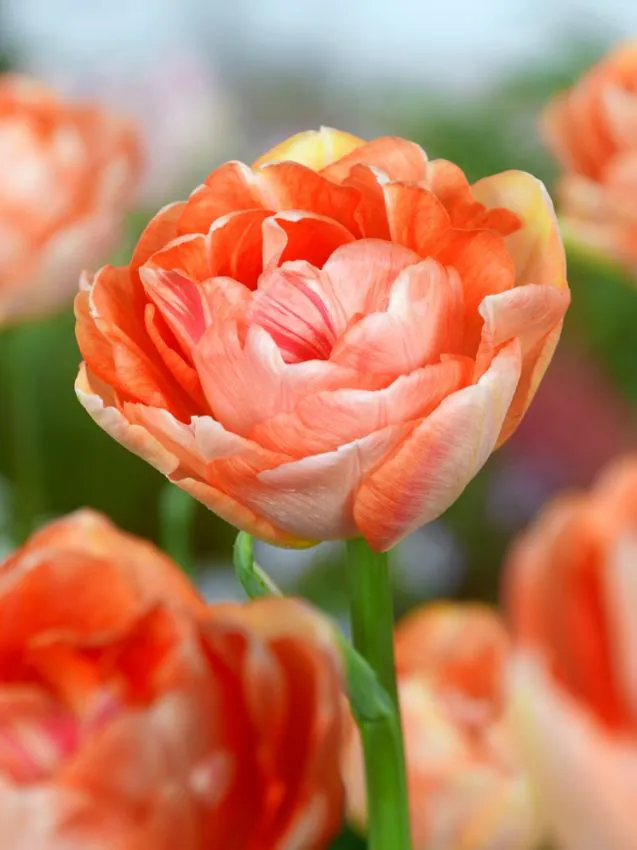 Tulp "Double Surprise"pakendis 5 tk