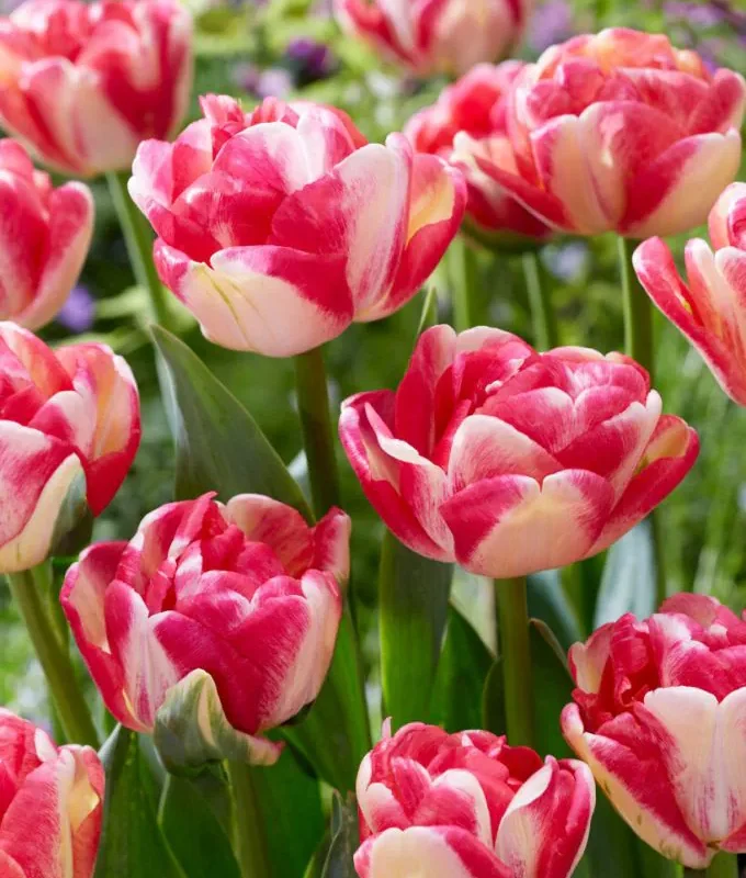 Tulp "Double Blizz" pakendis 5 tk