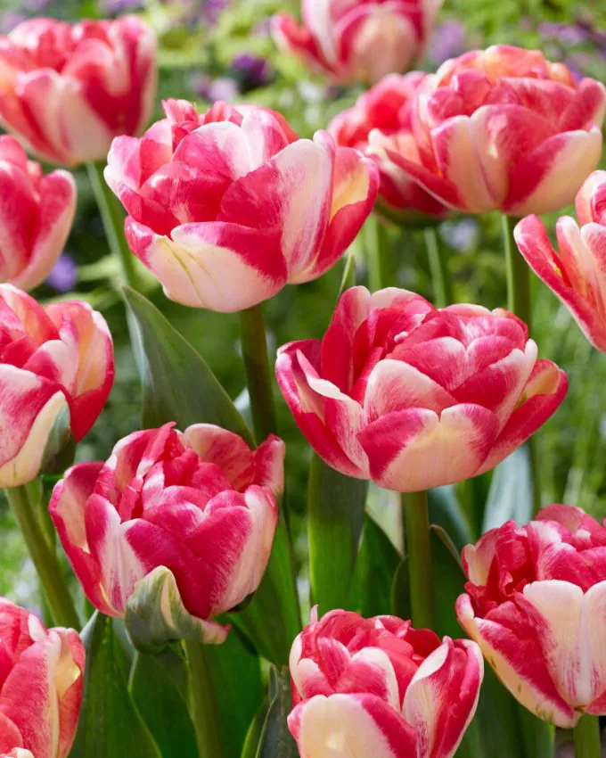 Tulp "Double Blizz" pakendis 5 tk