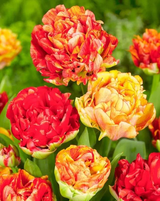Tulp "Gudoshnik Double" pakendis 5 tk.