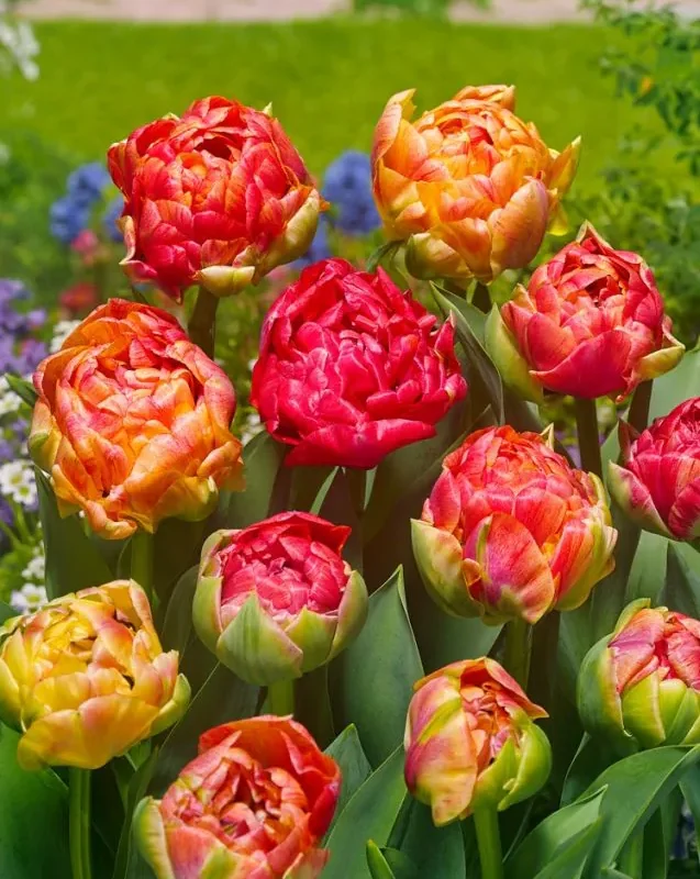 Tulp 'Gudoshnik Double' pakendis 5 tk