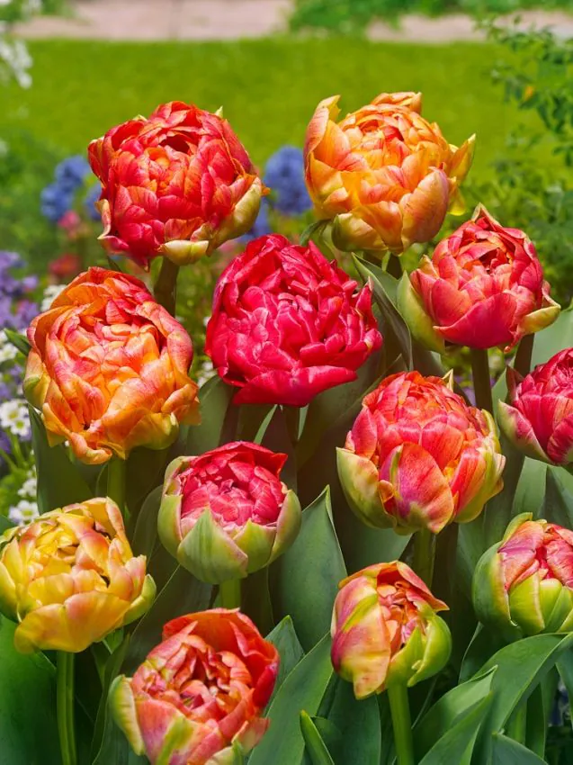Tulp 'Gudoshnik Double' pakendis 5 tk