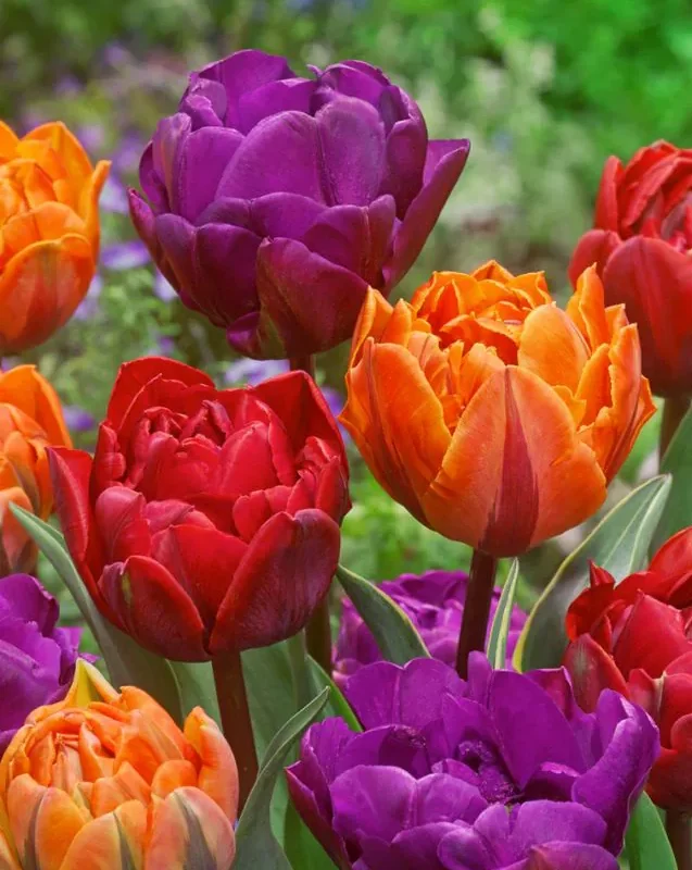 Tulbid "Double Mixed" pakendis 15 tk