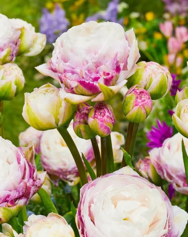 Tulp "Double Surprice" pakendis 5 tk.