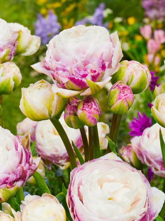Tulp "Double Surprice" pakendis 5 tk.