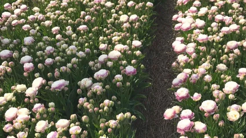 Tulp "Double Surprice" pakendis 5 tk. - Image 3