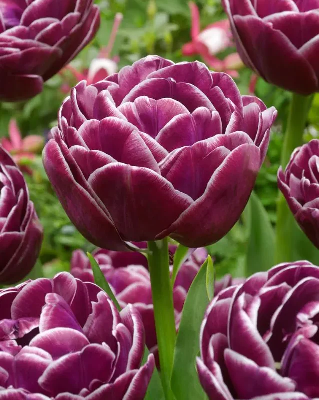 Tulp "Dream Touch" pakendis 5 tk