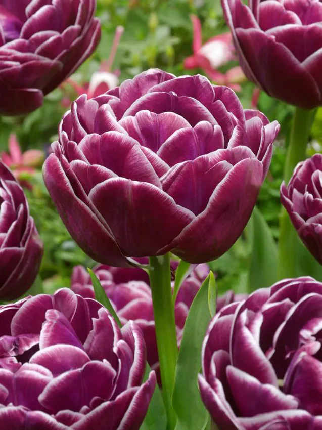 Tulp "Dream Touch" pakendis 5 tk