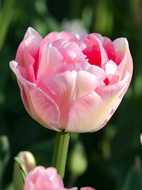 Tulp "Finola" pakendis 5 tk