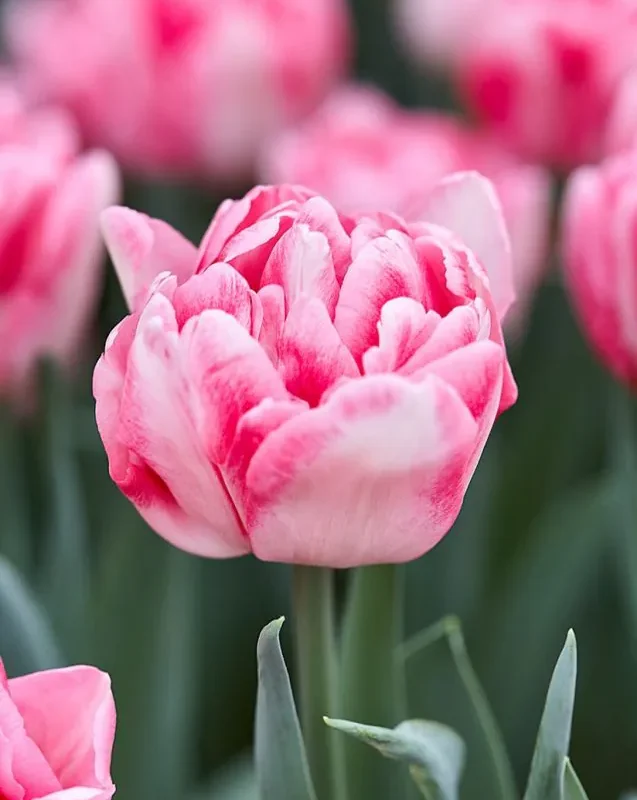 Tulp "Foxtrot" pakendis 5 tk