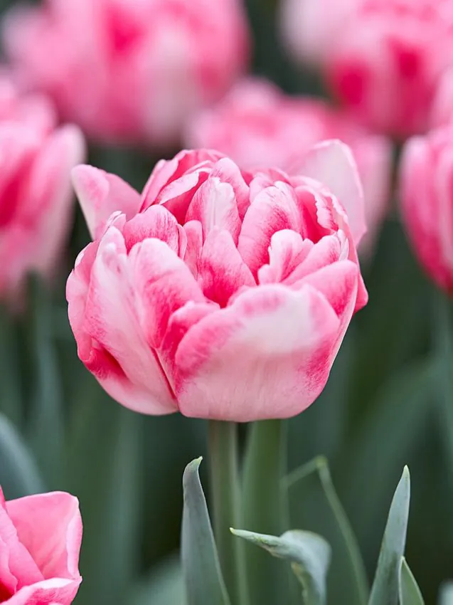 Tulp "Foxtrot" pakendis 5 tk