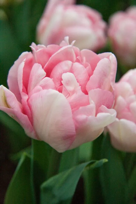 Tulp "Foxtrot" pakendis 5 tk - Image 2