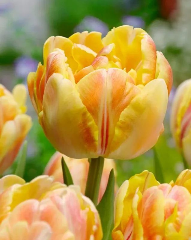 Tulp "Foxy Foxtrot" pakendis 5 tk