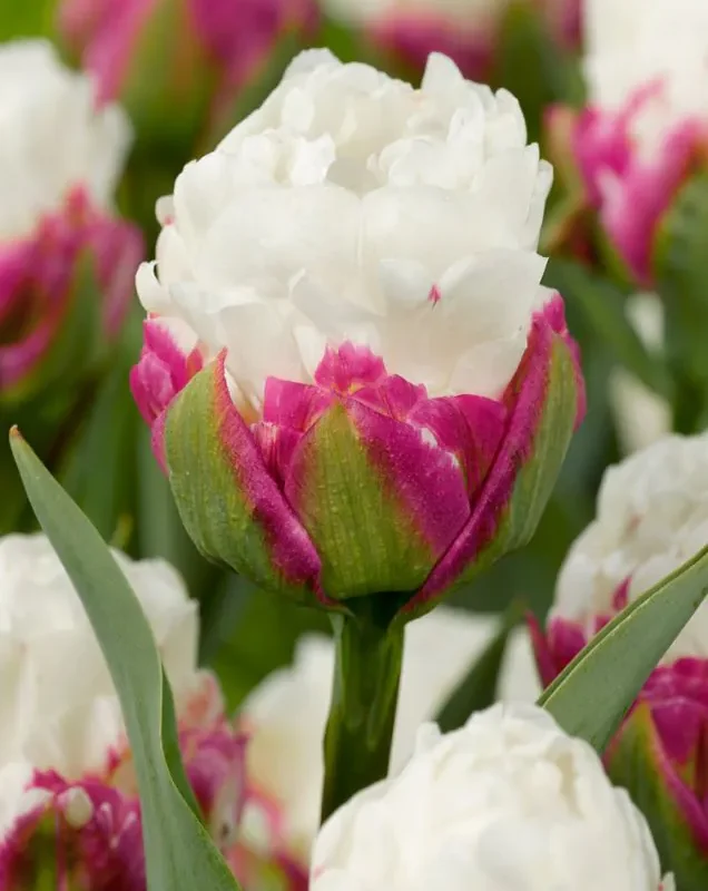 Tulp "Ice Cream" pakendis 5 tk