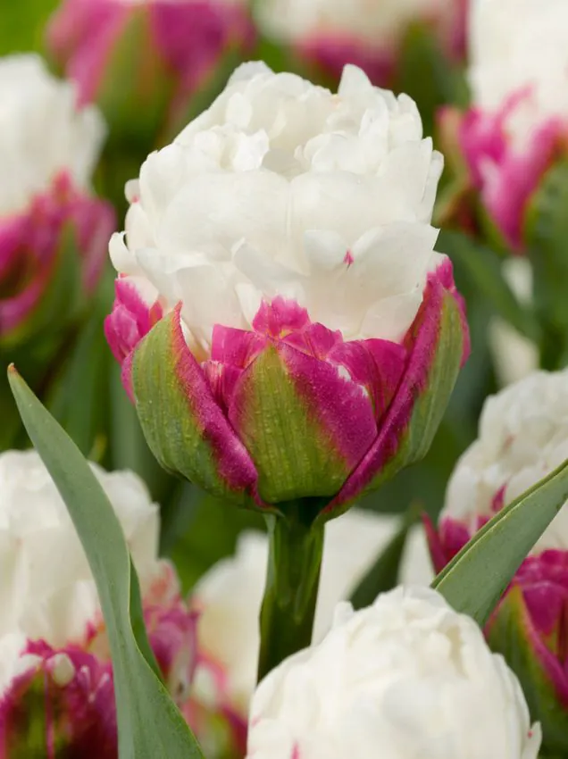 Tulp "Ice Cream" pakendis 5 tk
