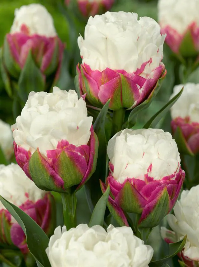 Tulp "Ice Cream" pakendis 5 tk - Image 3