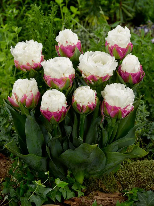 Tulp "Ice Cream" pakendis 5 tk - Image 4