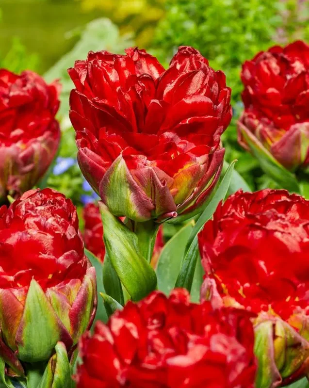 Tulp "Ice Cream Strawberry" pakendis 5 tk