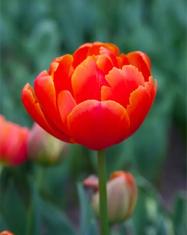 Tulp "Icoon" pakendis 5 tk
