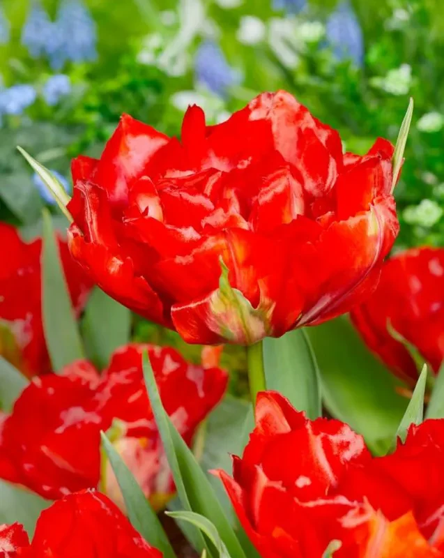 Tulp "Love Valley" pakendis 5 tk