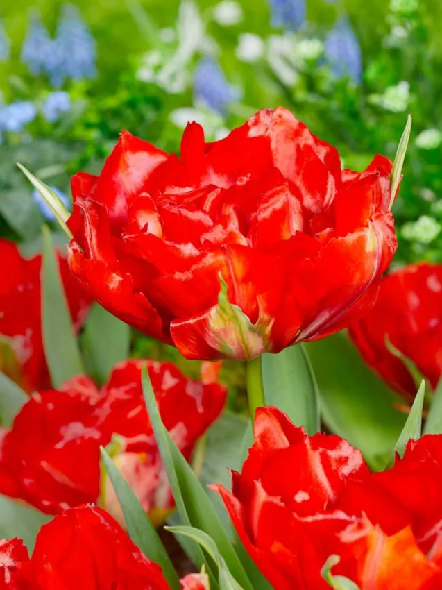 Tulp "Love Valley" pakendis 5 tk