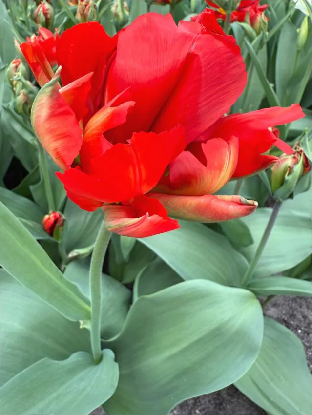 Tulp "Love Valley" pakendis 5 tk - Image 2