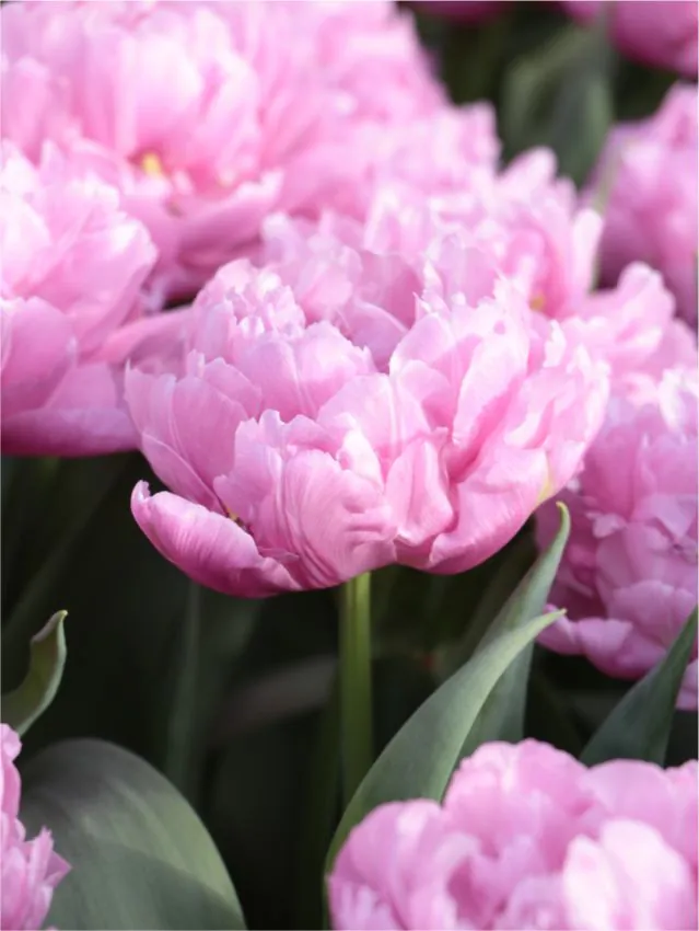 Tulp "Maitresse" pakendis 5 tk - Image 2