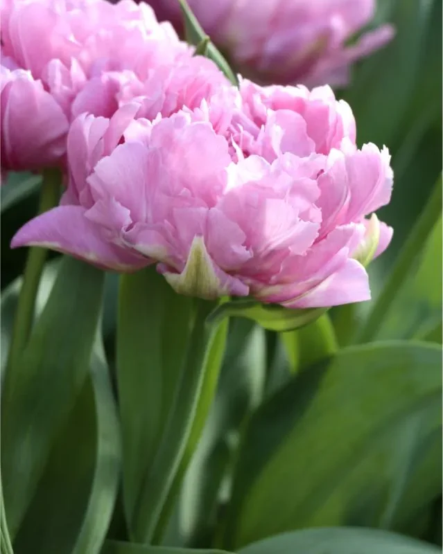 Tulp "Maitresse" pakendis 5 tk